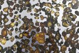 Polished Sericho Pallasite Meteorite ( g) Slice - Kenya #348850-2
